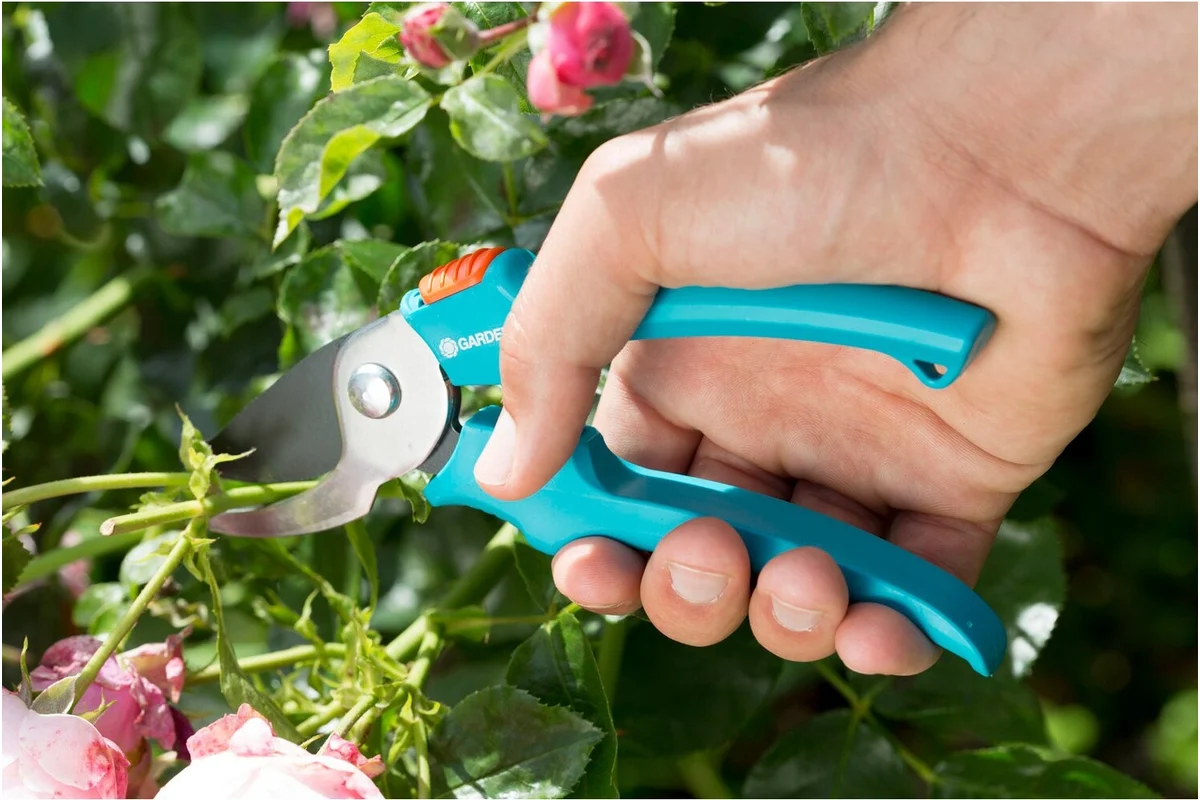 Секатор и цветы