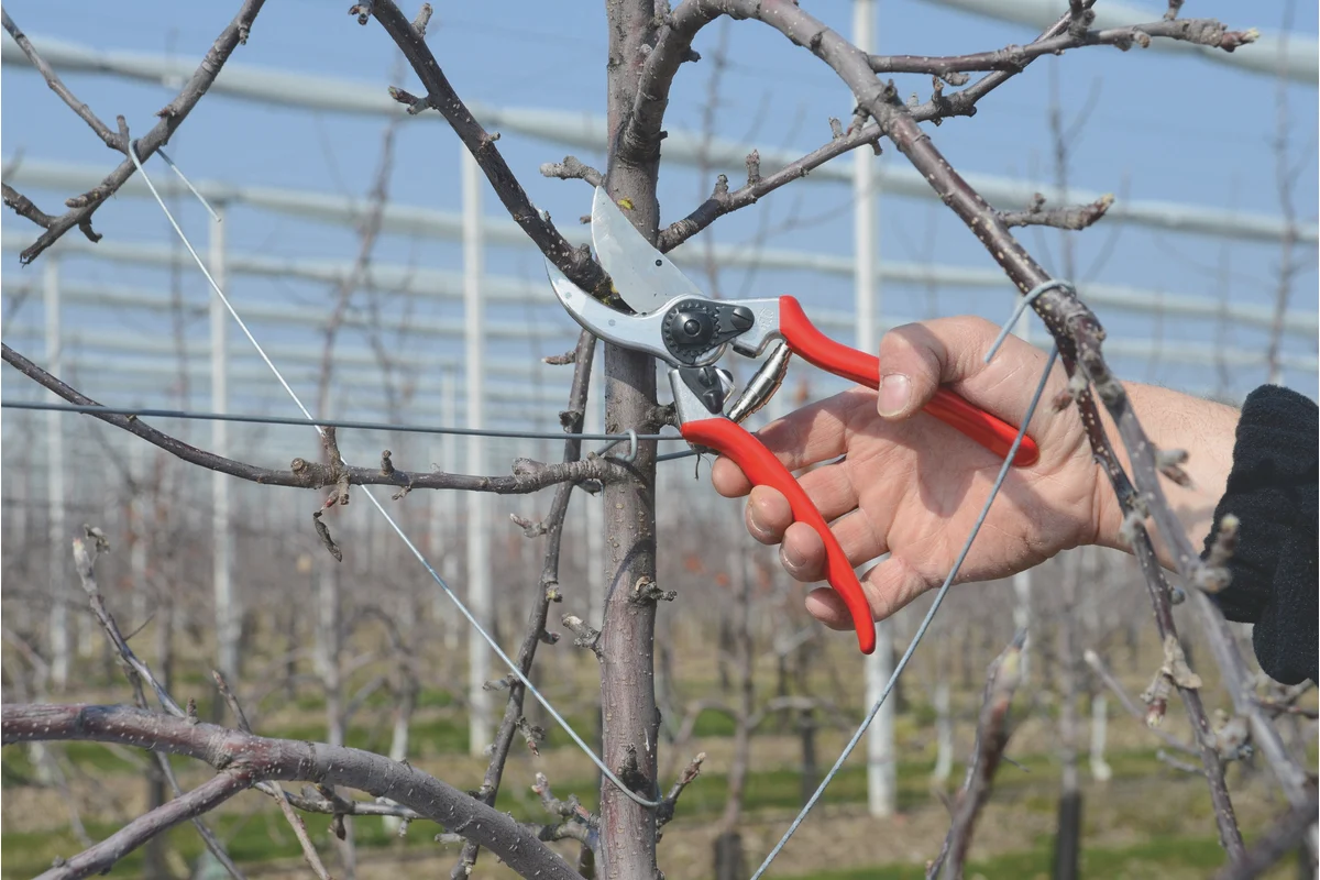 Секатор и ветки